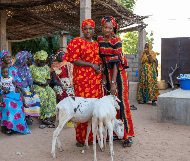 Des éleveuses de moutons au Sénégal
