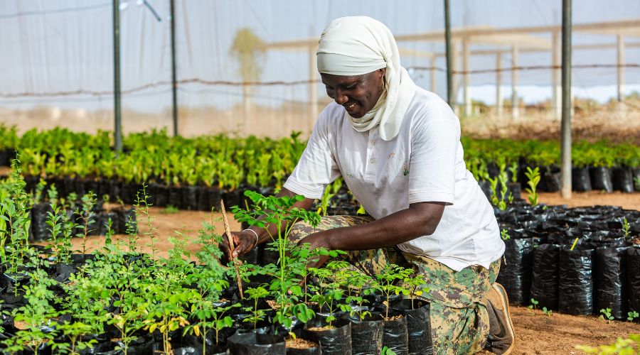 dundi ferlo senegal