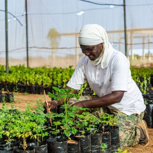 dundi ferlo senegal