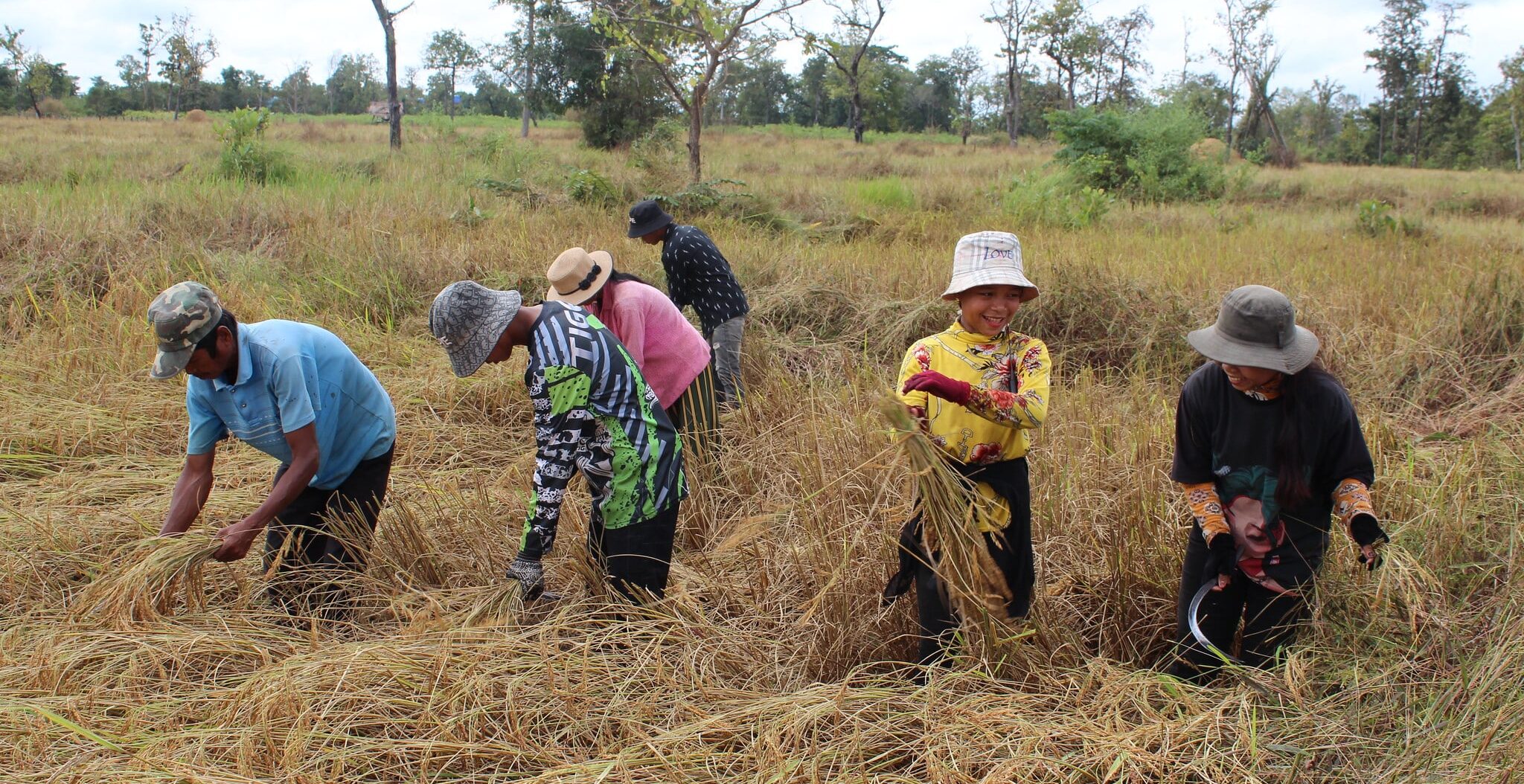 Récolte du riz au Cambodge