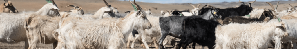 Troupeau de chèvre en Mongolie
