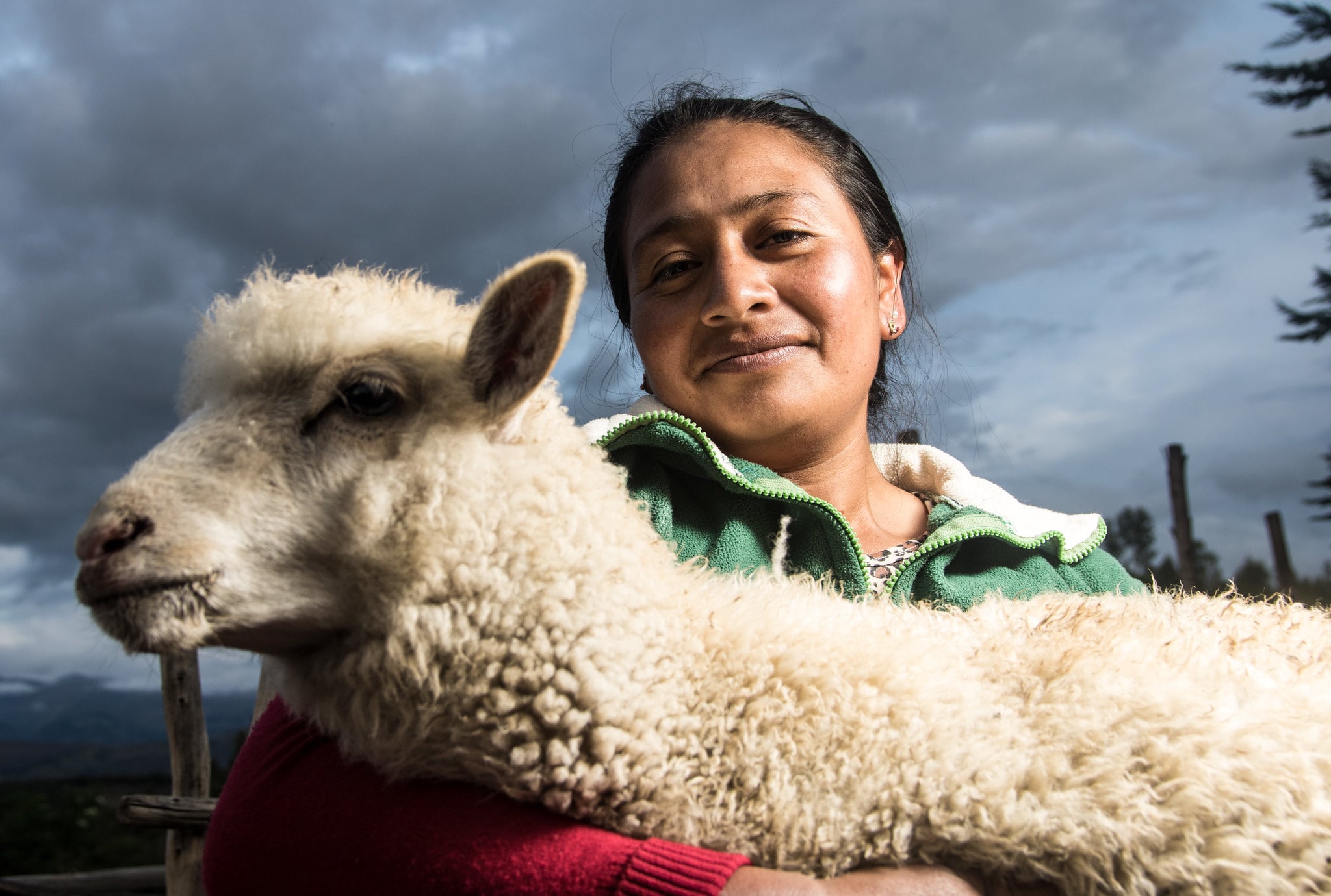 Éleveuse de mouton en Equateur