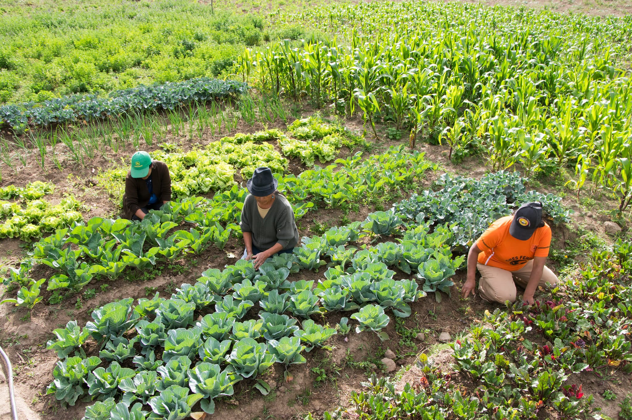 Parcelle agroécologique en Equateur