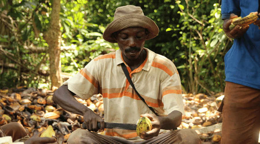 Producteur de cacao en Côte d'Ivoire