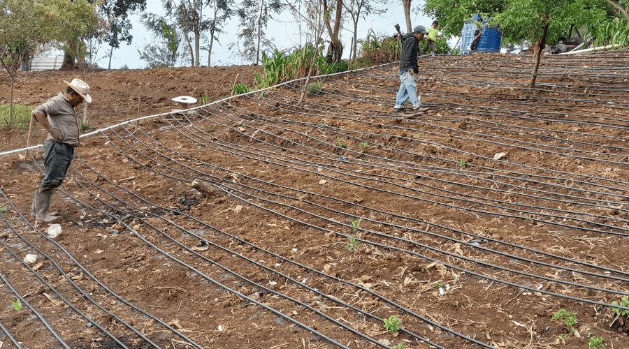 Micro-irrigation au Guatemala