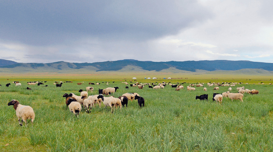 Troupeau en Mongolie