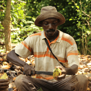 Producteur de cacao en Côte d'Ivoire