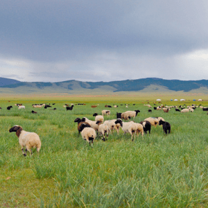 Troupeau de chèvres en Mongolie