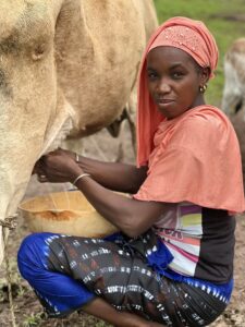Une éleveuse trait une vache au Sénégal
