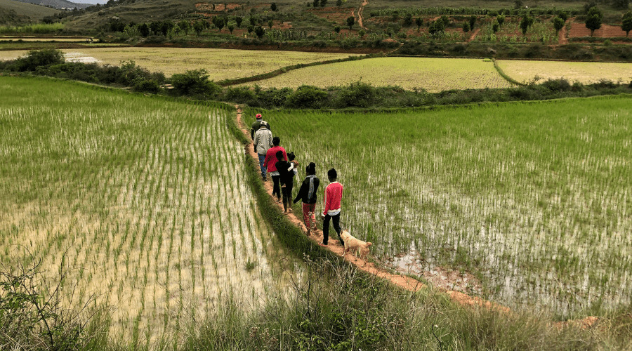 Rizière à Madagascar