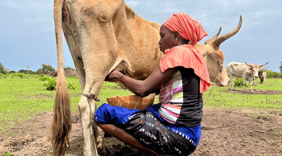 Traite d'une vache au Sénégal