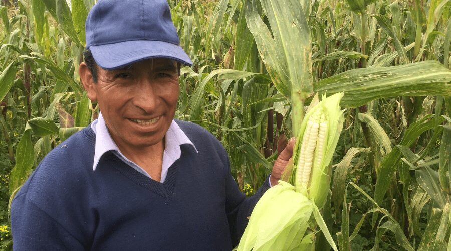 Producteur de maïs au Pérou