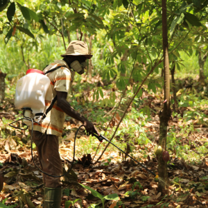 Un paysan pulvérisant des pesticides dans sa parcelle