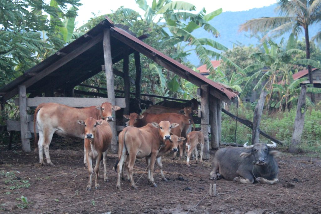 Cambodge - vaches