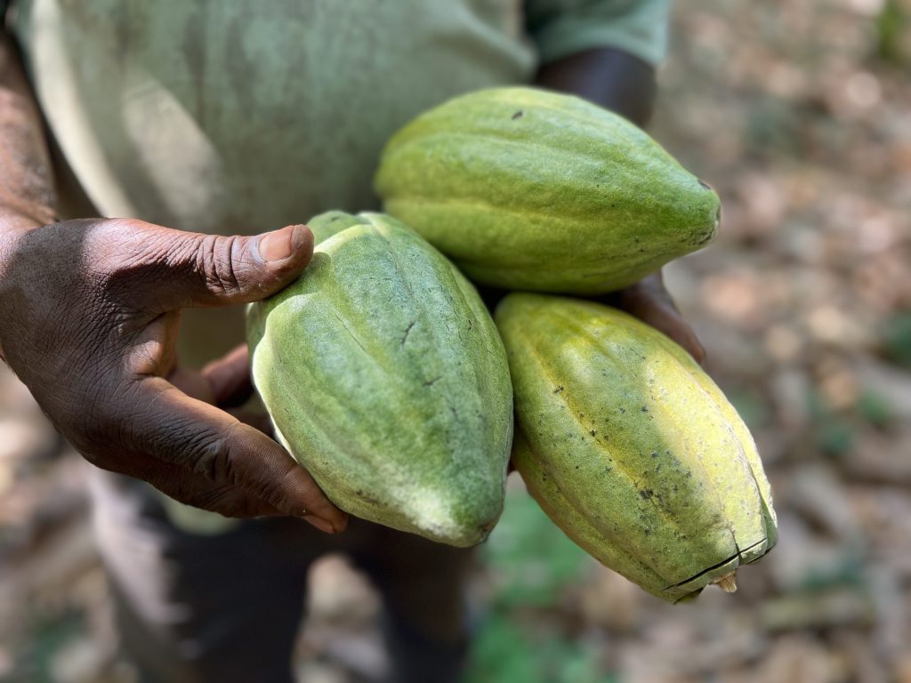 Cacao